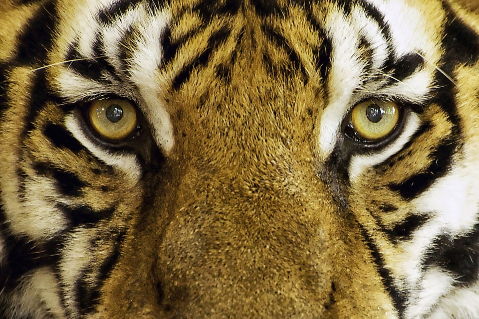 The Eye of the Tiger